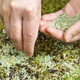 Image for article titled How to Awaken Your Lawn from Its Winter Slumber